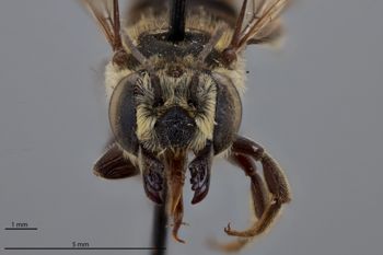 Media type: image;   Entomology 790837 Aspect: head frontal view